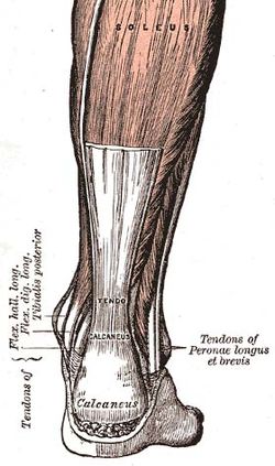 250px-Achilles-tendon